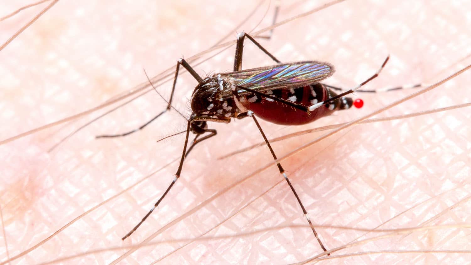 a mosquito rests on someone's skin